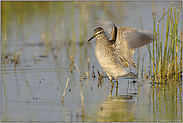 müdes Kreuz... Bruchwasserläufer *Tringa glareola*