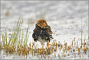 im Windstoß... Kampfläufer *Philomachus pugnax*