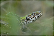 versteckt... Smaragdeidechse *Lacerta viridis*