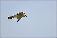 Beutefang... Rotfußfalke *Falco vespertinus*