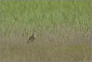 im Lebensraum... Regenbrachvogel *Numenius phaeopus*