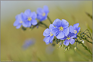 blauviolett... Österreichischer Lein  *Linum austriacum*