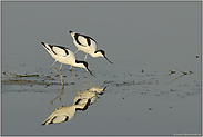 Duett im Quartett... Säbelschnäbler *Recurvirostra avosetta*