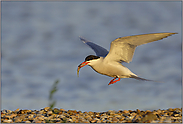 Flußseeschwalbe *Sterna hirundo*