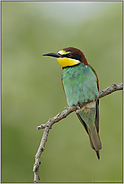 wärmeliebend... Bienenfresser *Merops apiaster*