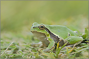 Froschkönig... Europäischer Laubfrosch *Hyla arborea*