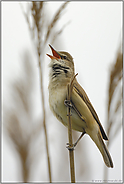 ich bin hier, in meinem Revier... Drosselrohrsänger *Acrocephalus arundinaceus*