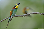 Flugkünstler... Bienenfresser *Merops apiaster*