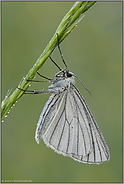 tagaktiver Nachtfalter... Hartheu-Spanner *Siona lineata*