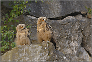 die 2 vom Balkon... Europäische Uhus (Ästlinge) *Bubo bubo*