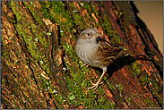 am Baumstamm...  Heckenbraunelle *Prunella modularis*