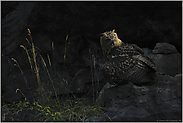 Jäger der Nacht... Europäischer Uhu *Bubo bubo*