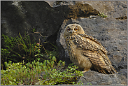 ganz schön groß... Europäischer Uhu (Ästling) *Bubo bubo*