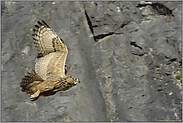 im Flug... Europäischer Uhu *Bubo bubo*