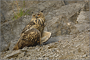 Luft fächernd... Europäischer Uhu *Bubo bubo*