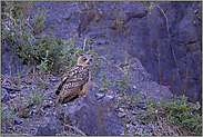 im Morgengrauen... Europäischer Uhu *Bubo bubo*