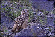 große Augen... Europäischer Uhu *Bubo bubo*