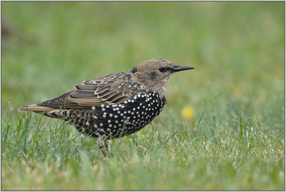 Schwarzer Vogel Mit Weißen Punkten Schwarzer Vogel Mit Weißen Punkten