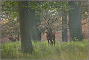 König des Waldes... Rothirsch *Cervus elaphus*