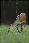 die Leitkuh... Rothirsch *Cervus elaphus*