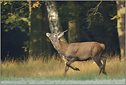 der Spießer... Rothirsch *Cervus elaphus*