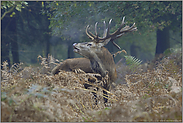 zähnebleckend... Rothirsch *Cervus elaphus*