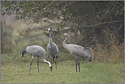 Familienverbund... Kranichvögel *Grus grus*