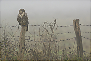 im Nebel... Mäusebussard *Buteo buteo*