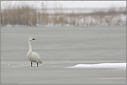 prüfender Blick... Zwergschwan *Cygnus bewickii*