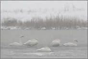 im Schneetreiben.... Zwergschwäne *Cygnus bewickii*