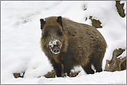 kraftvoll... Wildschwein *Sus scrofa*