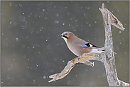 Schneeflöckchen... Eichelhäher *Garrulus glandarius*