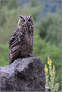 es ist nicht zu fassen... Europäischer Uhu *Bubo bubo*