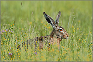 im nassen Gras... Feldhase *Lepus europaeus*