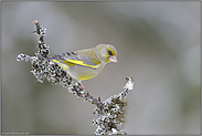 streitsüchtig... Grünfink *Carduelis chloris*