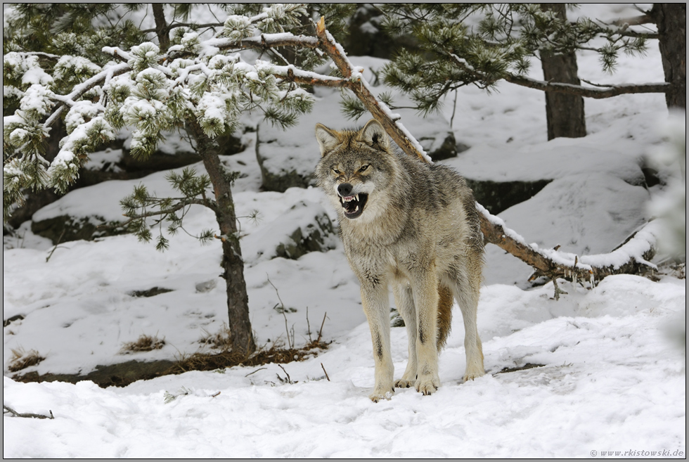 sozial organisiert... Grauer Wolf *Canis lupus*