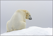 auf der Kuppe... Eisbär *Ursus maritimus*