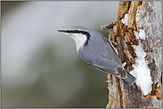 schräger Vogel... Nordischer Kleiber *Sitta europaea *