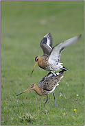 endgültig... Uferschnepfen *Limosa limosa* (12/12)