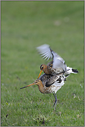 Aufforderung... Uferschnepfen *Limosa limosa* (10/12)