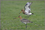 Balanceakt... Uferschnepfen *Limosa limosa* (03/12)