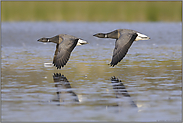 Synchronflug... Ringelgänse *Branta bernicla*