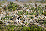 ein Ei... Sandregenpfeifer *Charadrius hiaticula*