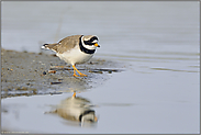 auf Nahrungssuche... Sandregenpfeifer *Charadrius hiaticula*