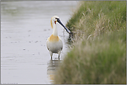 mittig... Löffler *Platalea leucorodia*