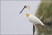 im Prachtkleid... Löffler *Platalea leucorodia*