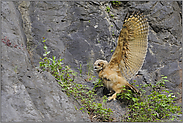 ein Flügelschlag... Europäischer Uhu *Bubo bubo*