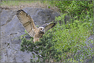 unsicher... Europäischer Uhu *Bubo bubo*