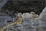 mit scharfem Blick... Europäischer Uhu *Bubo bubo*