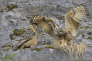 Schabernack... Europäische Uhus *Bubo bubo*